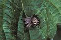 Larinioides_cornutus_P1063_Z_75_Les Gris_Frankrijk